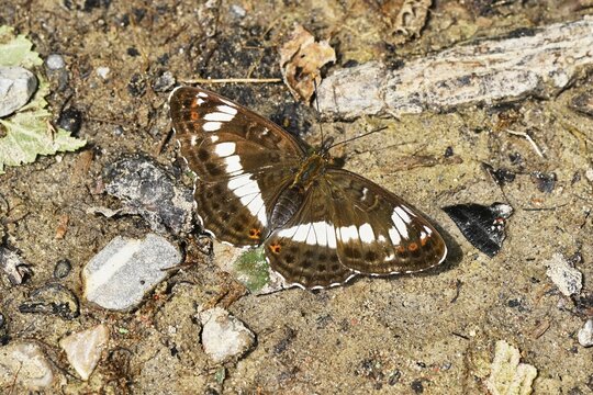 Map butterfly (Araschnia levana), summer generation, Switzerland