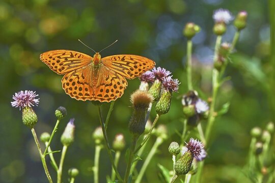 Silver-washed fritillary (Argynnis paphia), sitting on creeping thistle (Cirsium arvense), Canton Aargau, Switzerland