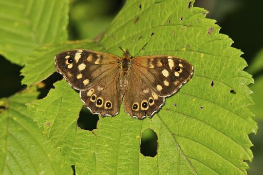 Speckled wood (Pararge aegeria), sitting on leaf, Switzerland