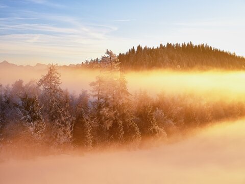 Forest shrouded in fog at sunset, Zugerberg, Canton Zug, Switzerland