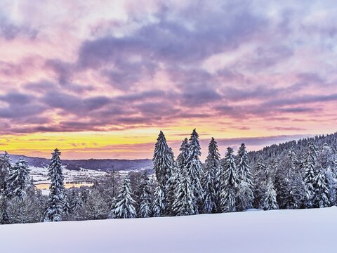 Deeply snow-covered forest in the evening light, Gottschalkenberg, Canton Zug, Switzerland