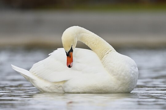 Mute Swan (Cygnus olor), Lake Zug, Switzerland