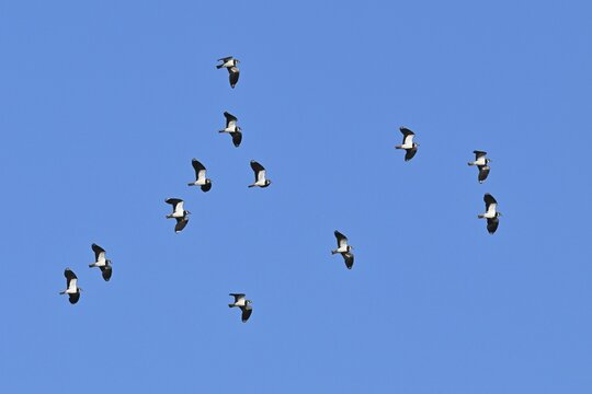 A group of northern lapwings (Vanellus vanellus), in flight, Flachsee, Canton Aargau, Switzerland