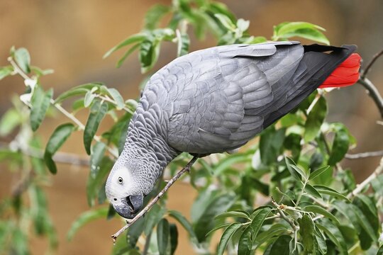 African grey parrot (Psittacus erithacus), adult sitting on branch, captive, Switzerland