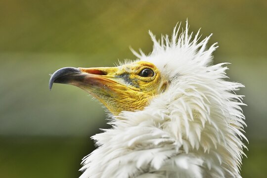 Egyptian vulture (Neophron percnopterus), captive, Germany