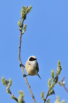 Adult male eurasian penduline tit (Remiz pendulinus), Switzerland