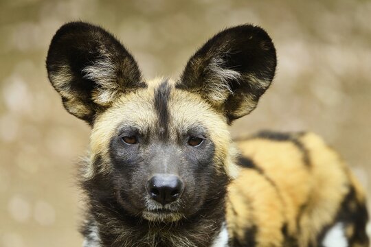 African wild dog (Lycaon pictus pictus), adult, animal portrait, captive, Switzerland