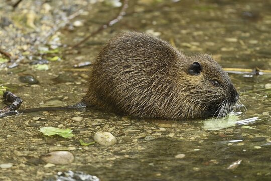 Nutria (Myocastor coypus), juvenile in water eating leaves, captive, Switzerland