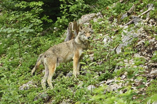 Gray wolf (Canis lupus), adult standing in steep terrain, Captive, Switzerland