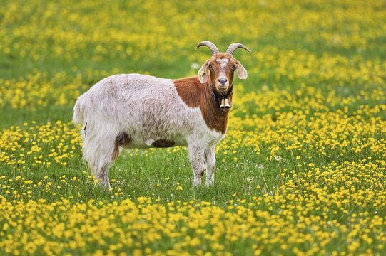 Domestic goat (Capra aegagrus hircus), standing on field of flowering buttercup (Ranunculus), captive, Switzerland