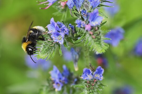 Early bumblebee (Bombus pratorum), on flower, Switzerland