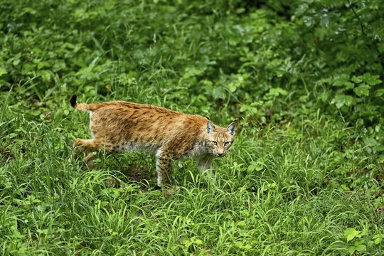 Eurasian lynx (Lynx lynx) or northern lynx, young roaming through the undergrowth, captive, Switzerland