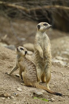 Two meerkats (Suricata suricatta), alert, captive, Switzerland
