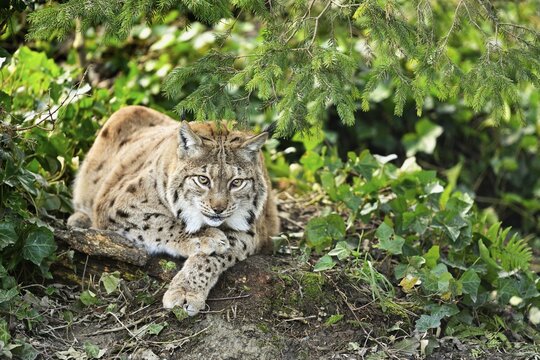 Eurasian lynx or northern lynx (Latin Lynx lynx), sitting in bushes, captive, Switzerland