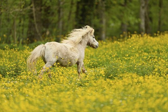 Icelandic horse (Equus islandicus), grey horse galloping on field of flowering buttercup (Ranunculus), captive, Switzerland