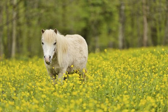 Icelandic horse (Equus islandicus), standing on field of flowering buttercup (Ranunculus), captive, Switzerland