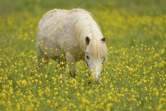 Icelandic horse (Equus islandicus), feeding in a field of flowering buttercup (Ranunculus), captive, Switzerland