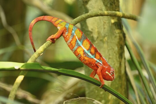 Panther chameleon (Furcifer pardalis), male, sitting on branch, occurrence Madagascar, captive, Switzerland