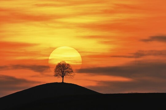 Setting sun over the silhouette of a lime tree (Tilia), Canton Zug, Switzerland