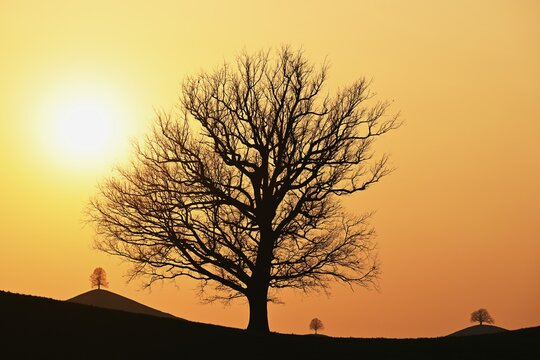 Silhouettes of an oak tree (Quercus), and lime trees (Tilia), in drumlin landscape in the light of the setting sun, Hirzel, Canton Zurich, Switzerland