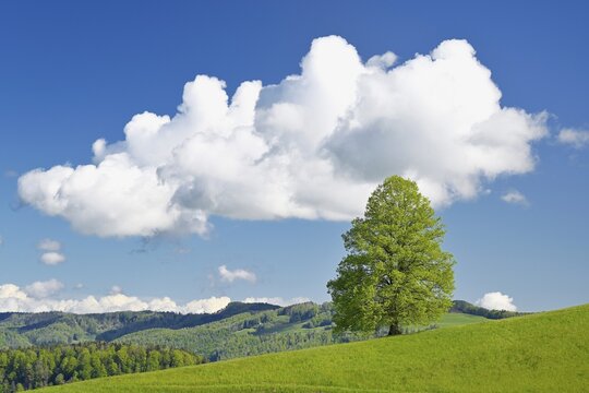 Solitary tree, lime tree (Tilia), leaf budding on green meadow, sky with cumulus cloud (Cumulus), Canton Zug, Switzerland
