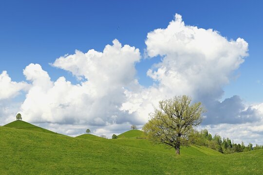Moraine landscape, with lime trees (Tilia), leaf shoots on hill, sky with cumulus cloud (Cumulus), Hirzel, Canton Zurich