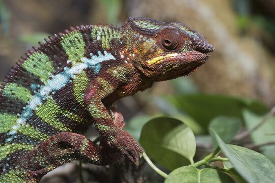 Panther chameleon (Furcifer pardalis), Botanica, Bremen, Germany