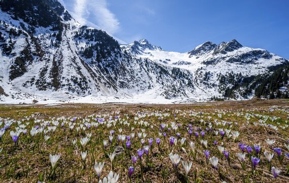 Spring in the mountains, white and purple crocus meadow, Neustift im Stubai Valley, Tyrol, Austria
