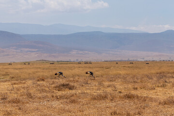 Ngorongoro Crater, Tanzania - September 23th 2025: Two Grey Crowned Cranes graze in the golden savanna with zebras in the distance, under a hazy blue sky and distant mountains.