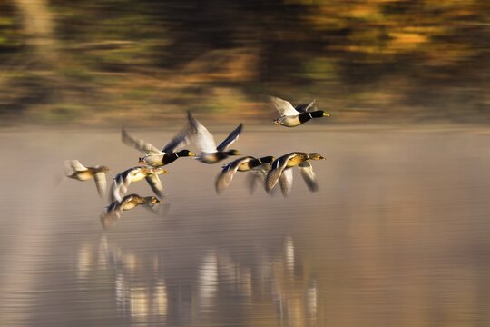 Mallards (Anas platyrhynchos), flying over water surface, following, motion blur, Hesse, Germany