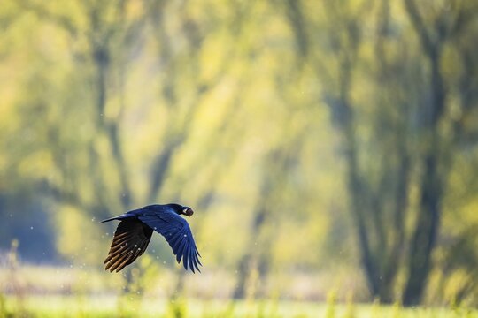 Carrion crow (Corvus corone corone) with walnut in its beak, flying, Hesse, Germany