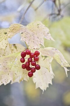 Guelder rose (Viburnum opulus) with fruits in autumn foliage, Rhineland-Palatinate, Germany