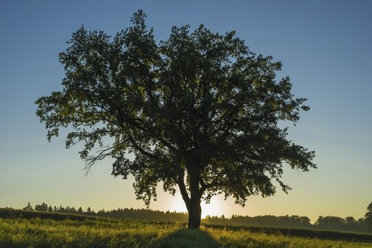 Old English oak (Quercus robur), Swabian Alb, Baden-W&uuml;rttemberg, Germany