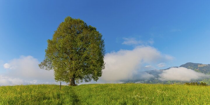 Peace lime tree (Tilia) on the Wittelsbacher H&ouml;he, 881m, Illertal, Allg&auml;u, Bavaria, Germany