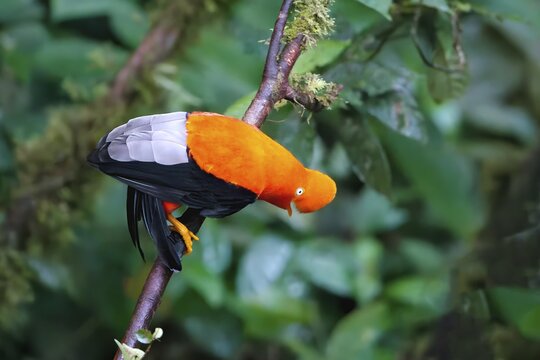 Male Andean cock-of-the-rock (Rupicola peruviana) in the Manu National Park cloud forest, Peruvian national bird, Peru, South America