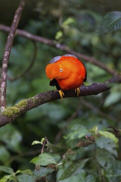 Male Andean cock-of-the-rock (Rupicola peruviana) in the Manu National Park cloud forest, Peruvian national bird, Peru, South America