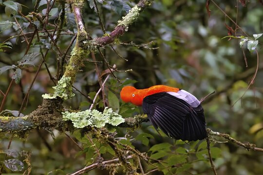 Male Andean cock-of-the-rock (Rupicola peruviana) with open wings, Manu National Park cloud forest, Peruvian national bird, Peru, South America