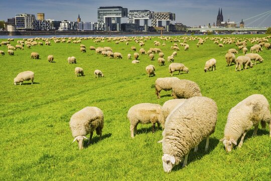 Domestic sheep (Ovis gmelini aries) on the Poller meadows, behind them Rheinauhafen with crane houses, cathedral and Severinsbr&uuml;cke, Cologne, North Rhine-Westphalia, Germany
