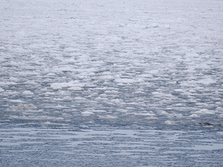 海の上に浮かぶ流氷　2026年2月 © tawa--mana