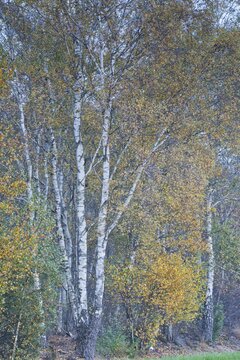 Warty birch (Betula pendula) in autumn foliage, Emsland, Lower Saxony, Germany