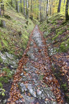 Celtic road, Roman road, Rottweg, historic track road near Klais, Werdenfelser Land, Upper Bavaria, Bavaria, Germany