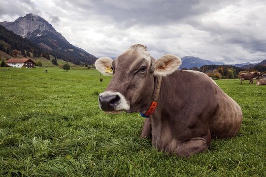Milk cow in the pasture, Sch&ouml;llang, near Oberstdorf, Rubikopf in the back left, Allg&auml;u Alps, Upper Allg&auml;u, Allg&auml;u, Bavaria, Germany