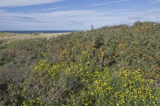 Beach dunes overgrown with sea buckthorn (Hippophae rhamnoide) and narrow-leaved greisewort (Senecio inaequidens), Zeeland Province, the Netherlands