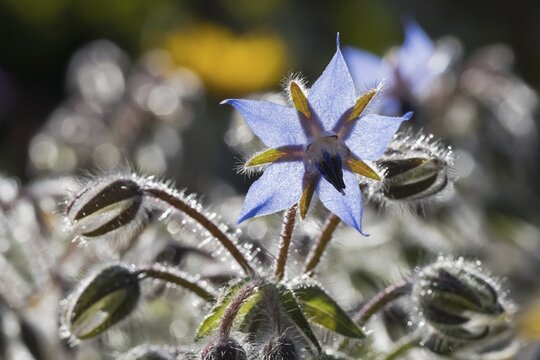 Borage (Borago officinalis) or borage against the light, Germany