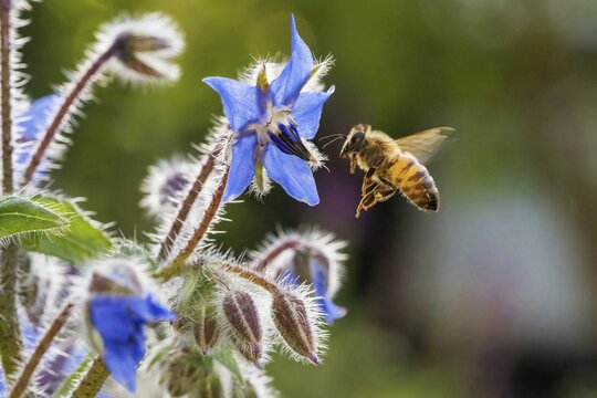 Wild bee (Apoidea) approaching borage (Borago officinalis), Hesse, Germany
