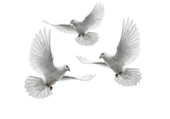 Fototapeta premium Three white doves in flight against a stark black background