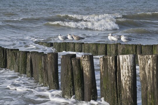 European herring gulls (Larus argentatus) on groynes on the beach, Zeeland Province, Netherlands