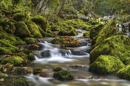 Mossy rocks by the Gljun torrent, near Wasserall Slap Virje, Soca valley, Bovec, Triglav National Park, Slovenia