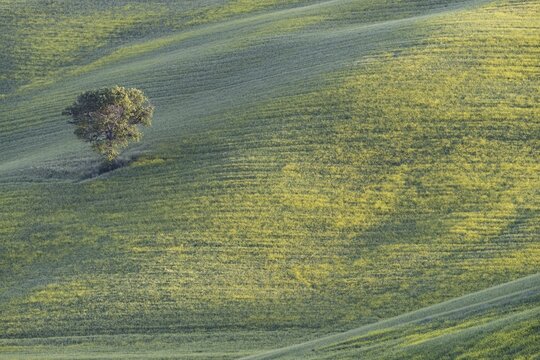 Mulberry (Morus) in a field with flowering yellow dyer's broom (Genista tinctoria), Tuscany, Italy