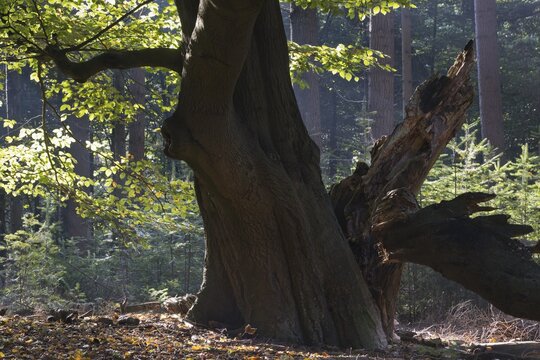 Dying copper beech (Fagus sylvatica), Emsland, Lower Saxony, Germany